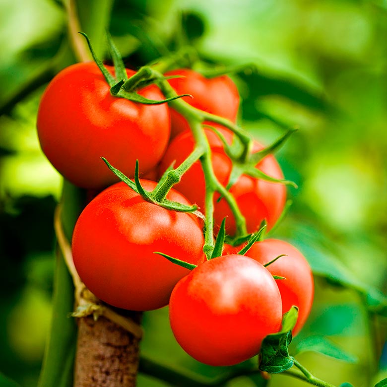 Tomates Chemie